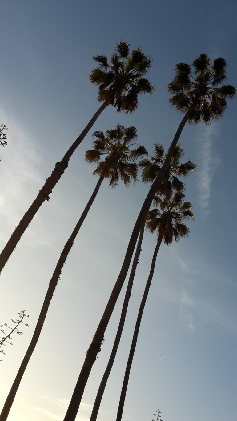LA palmtrees