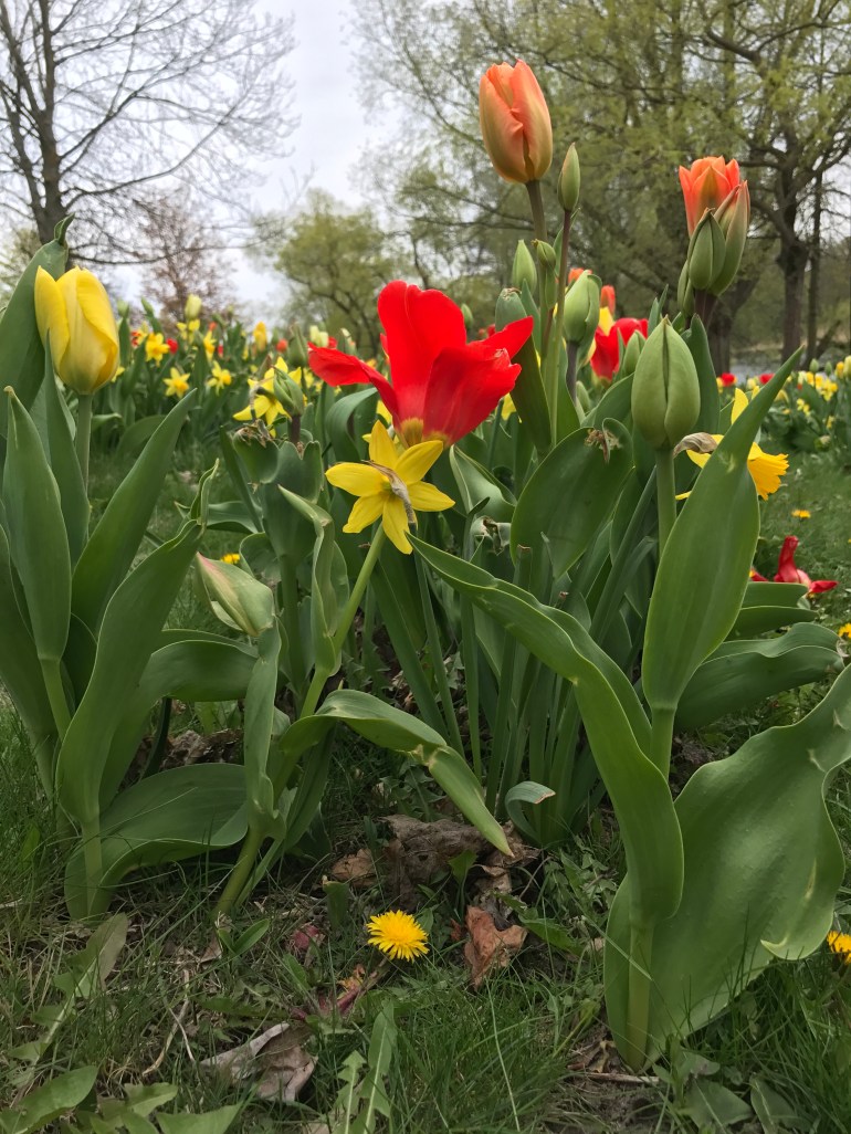 Tulpaner