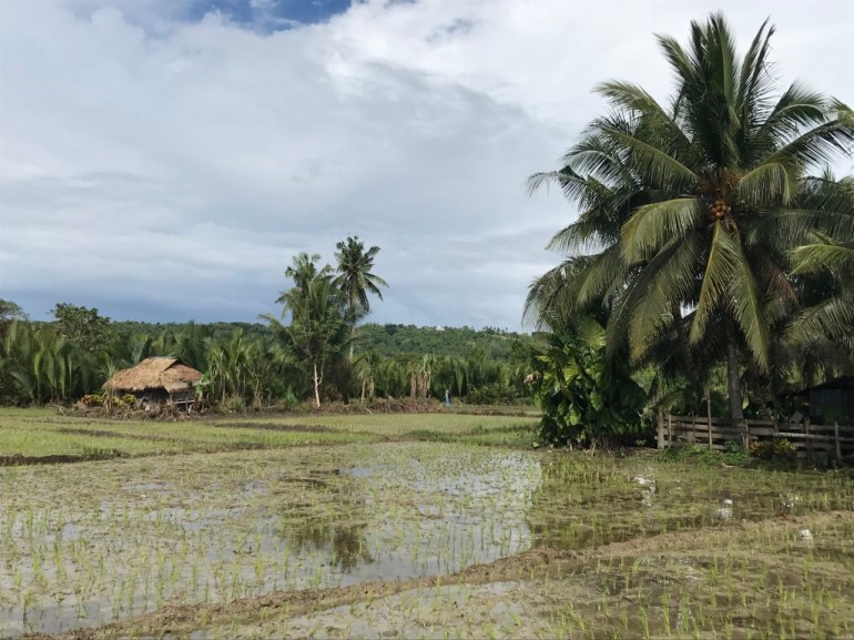 Rice fields