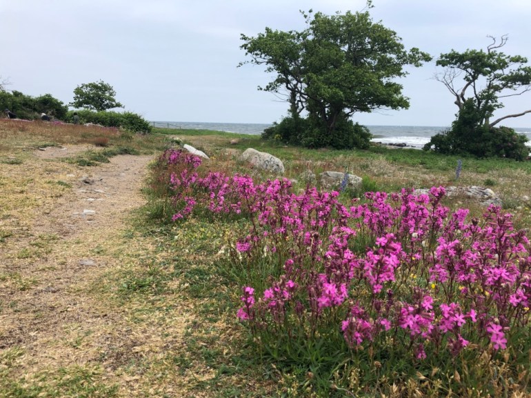 Running at Österlen