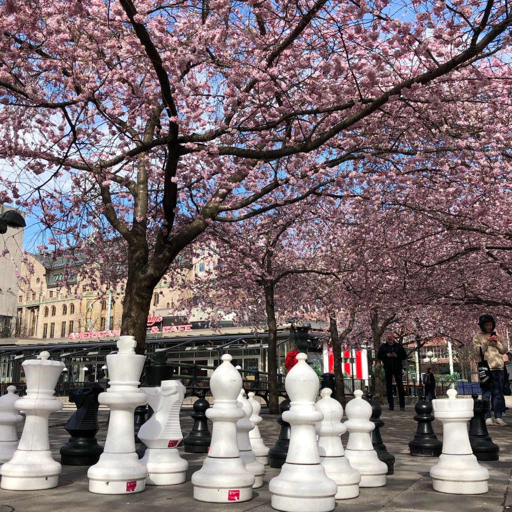 Körsbärsblommor i Stockholm