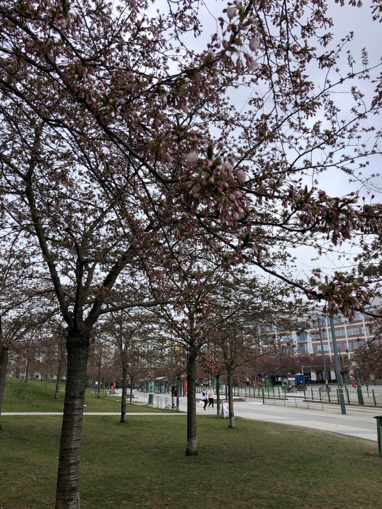 Körsbärsträd i Stockholm